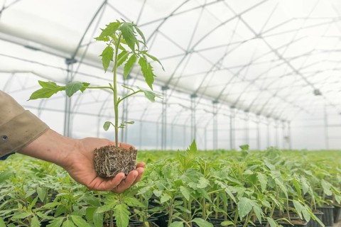Tomato Seedling in the hand of agriculture, with visible root