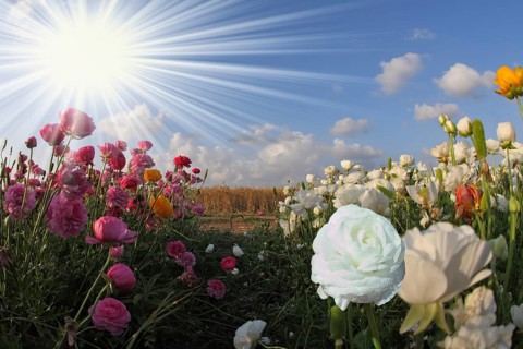 Gorgeous white flower in a large field of buttercup
