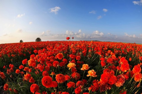 Blossoming field of bright red buttercups on sunrise