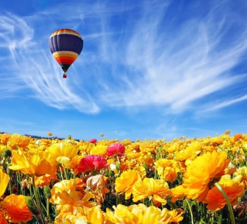 Beautiful spring weather, beautiful big balloon flies over the field. The huge field of white, red
