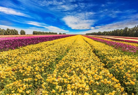 The huge field of spring buttercups. Long stripes of yellow, red and purple flowers. Clouds fly in