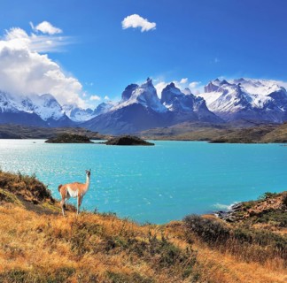 Neverland Patagonia. Emerald Lake Pehoe water on the hill stands a graceful guanaco. Away in the