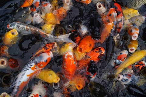 Carp of image. Shooting Location: Yokohama-city kanagawa prefecture