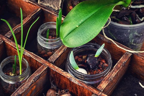 Sprouts germinated plants in spring in a stylish wooden box