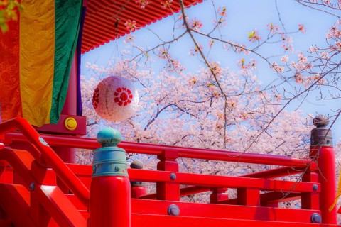 Takamichi mountain of Sakura (Yokohama City, Kanagawa Prefecture). Shooting Location: Yokohama-city