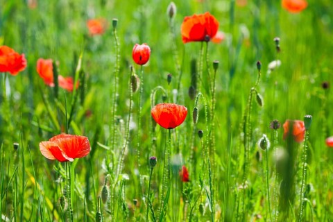 Poppy field with close up flowers, nature background