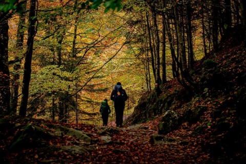 Bosque de Bordes, valle de Valier -Riberot-, Parque Natural Regional de los Pirineos de Ariège,