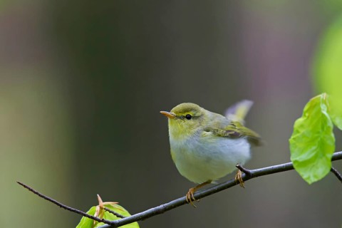 Wood warbler, (Phylloscopus sibilatrix), animals, birds, songbirds, perch, biotope, habitat,
