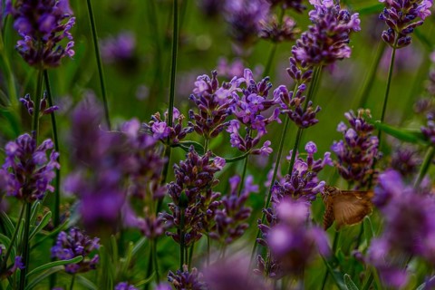 In a flowering garden, a butterfly pollinates lavender flowers during a sunny afternoon in