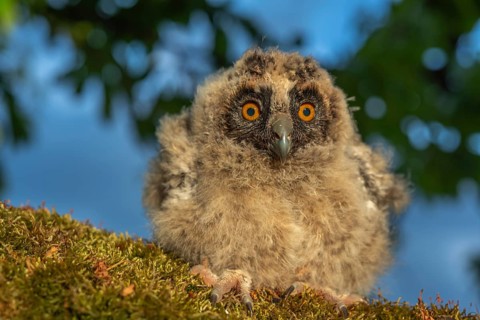 Long-eared Owl chicks perched on a branch in an orchard