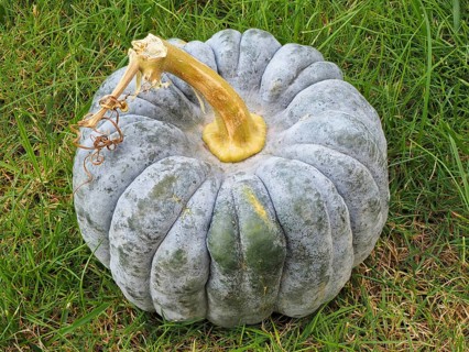Pumpkin family (Cucurbitaceae), ornamental pumpkin, North Rhine-Westphalia, Germany