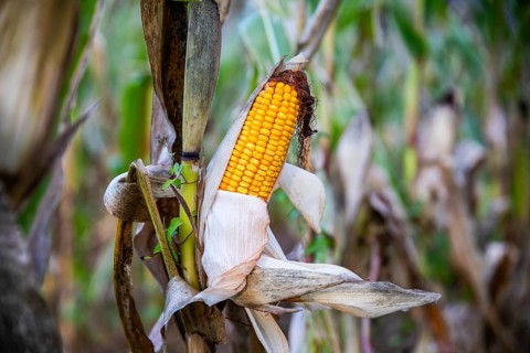 Corn on the corn cob, Niklasdorf, Styria, Austria