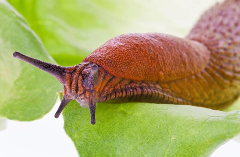 A nudibranch crawls on a lettuce leaf Austria