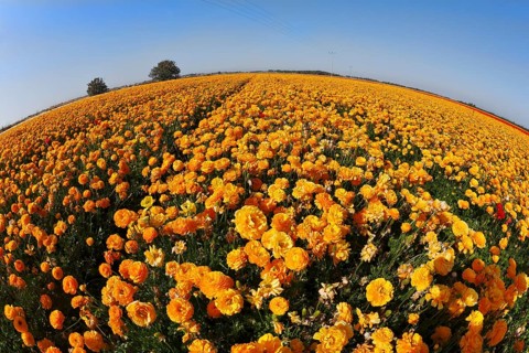 Bright spring flower fields. Orange buttercups