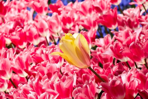 Blooming tulips flowers in as floral plant background