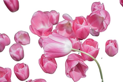 Spring flowers tulips isolated on white background. floral collection