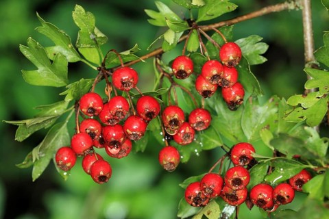 Fruits of Common hawthorn, Fruits of Common hawthorn
