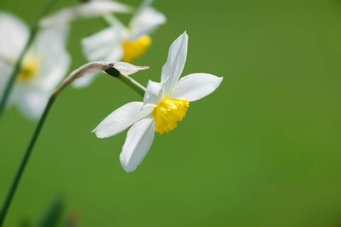 An image of some nice white daffodils