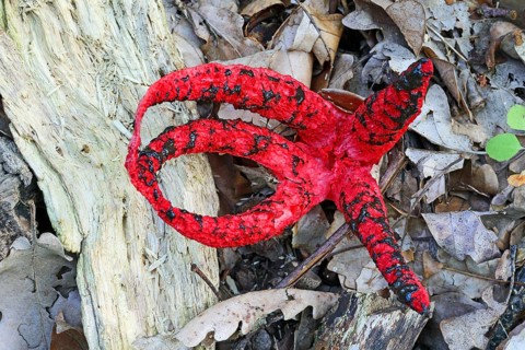 Cuttlefish mushroom, Clathrus archeri