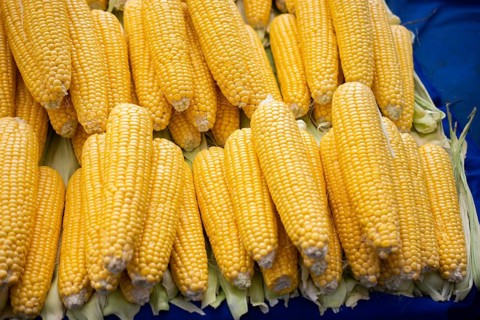 Plenty of organic fresh peeled corns as food background