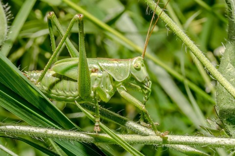 Great green bush cricket