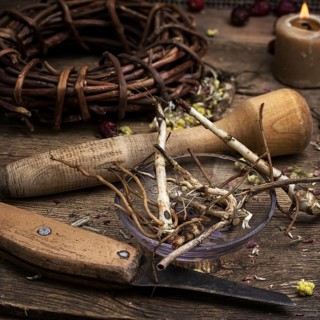 Dried medicinal licorice root herbalist.selective focus