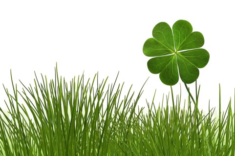 Clover 6