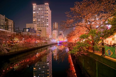 Of going to see cherry blossoms at night Ooka River Purobunado. Shooting Location: Yokohama-city