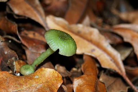 Green waxgill toadstool, Hygrocybe viridis, West Coast, South Island, New Zealand