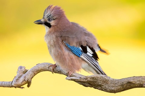 Jay, European Jay, Jay, eurasian jay (Garrulus glandarius), Geai des chênes, Arrendajo Común,