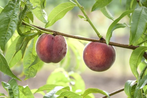 Peach (Prunus persica 'Royal Gem'), Baum- und Rebschule Schreiber KG, Poysdorf, Lower Austria,