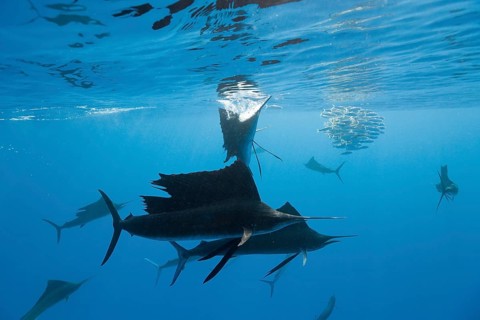 Atlantic sailfish and photographers, Istiophorus albicans, Isla Mujeres, Yucatan Peninsula,