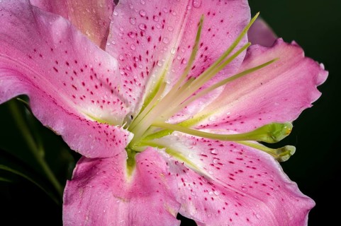 A close-up shot of a pink Oriental lily in full bloom with dewdrops on its petals, surrounded by