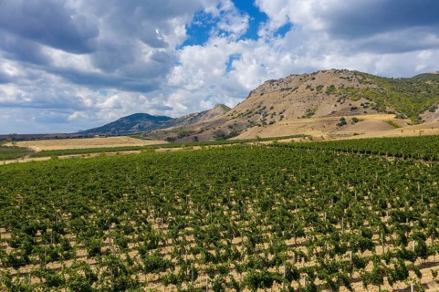 Aerial beautiful view of mountain vineyard in Crimea