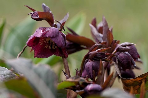 Christmas rose, Helleborus niger, hellebore, snow rose, DEU