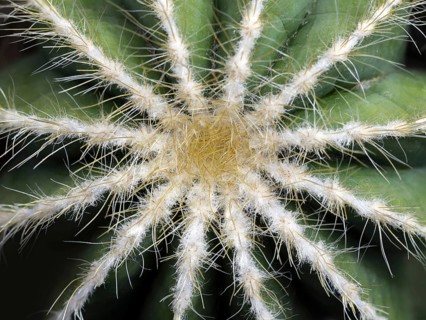Prickly pear cactus
