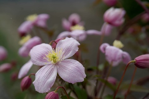 Flowering clematis, clematis, garden, insect pasture, bee pasture, flower, blossom, Schwäbisch