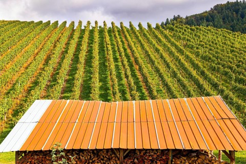 Shed for firewood harvested for the winter. Rows of vineyards on the hills of the Rhine. The wine