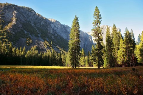 The most beautiful glade in Yosemite national park on a sunset