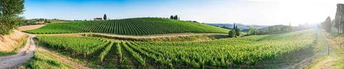 Vineyards in Tuscany. Farm house.Panoramic view