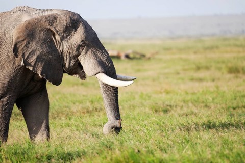 Elephants in Amboseli National Park, Kenya