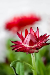 Red cultivar of Xerochrysum bracteatum, Bracteantha bracteata, strawflower, paper daisy, closeup of