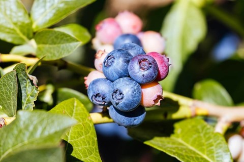 Organic blueberries ripening on a hot summer's day in Stanley, Victoria, Australia