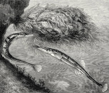 Sea stickleback, Spinachia spinachia, depiction from the 19th century