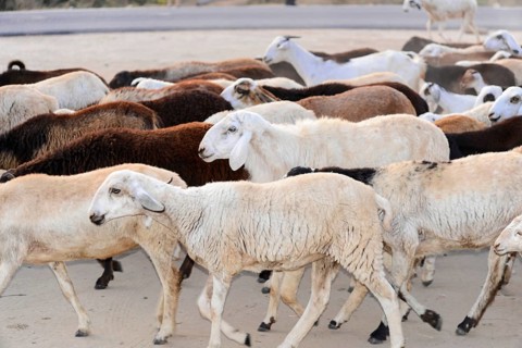 Flock of sheep, Mysore. South India, India, Flock of sheep walking on a sandy road in rural area,