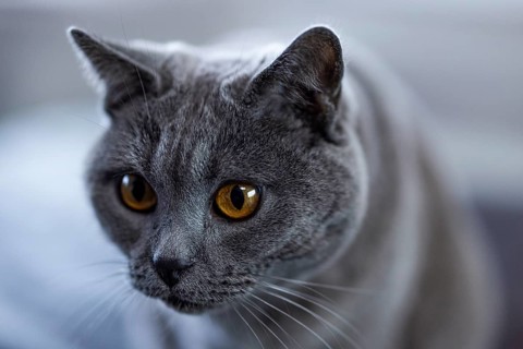 Grey cat, Carthusian cat, close-up with serious expression and yellow eyes, Cologne, North