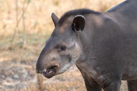 Lowland tapir (Tapirus terrestris), animal portrait, Pantanal, inland, wetland, UNESCO Biosphere
