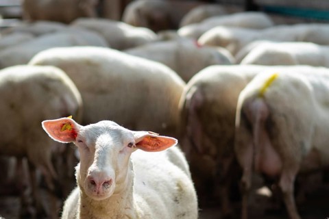 Situation on a milk producing farm in Switzerland. A flock of sheep standing close together. A
