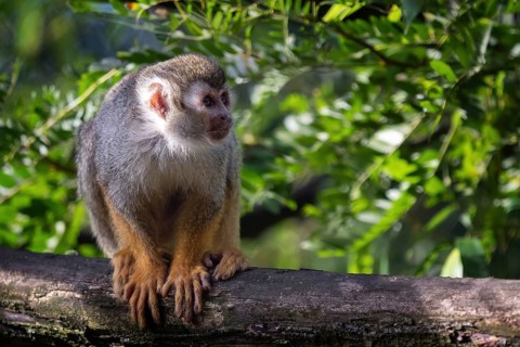 Common squirrel monkey (Saimiri sciureus) on tree in the nature