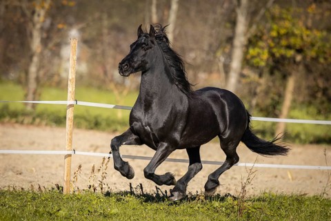 Frisian gelding in the pasture in autumn